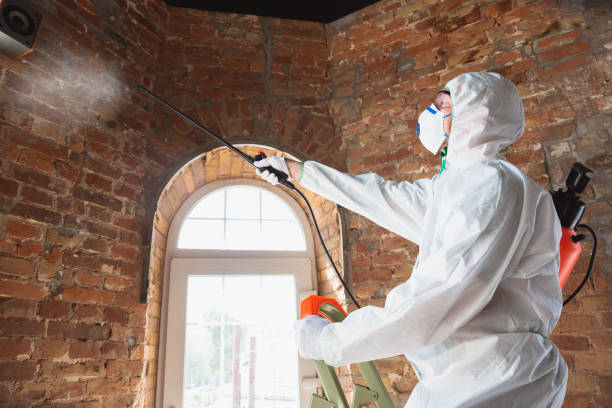 Best Attic Mold Removal  in Heidelberg, TX